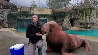 How Big is a Walrus [upl. by Llewoh]