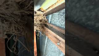 THE BIRDS NEST wildlife birdsnest birds [upl. by Eseeryt]