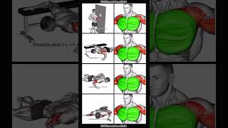 Chest Inner line Workout  Exercise Library [upl. by Nason]