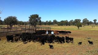 Amazing Working Dogs on Mustering Cattle in Australia [upl. by Jacy]