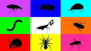 Insect Mantis Tarantula Hermit Crab Beetle Ladybug Cocokroach Cricket Milipede Paddy Bug [upl. by Assylem]