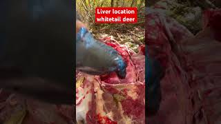 Liver location whitetail deer whitetailbucks hunting deerhunting bowhunting wildlife [upl. by Noswad339]