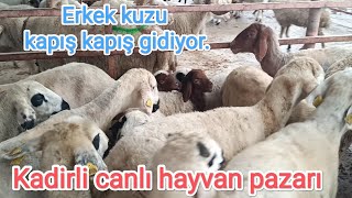 21 Kasım Perşembe Kadirli canlı hayvan pazarı Piyasa yükseliyor [upl. by Nimajeb]