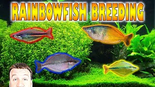 How to Easily Breed Rainbowfish [upl. by Mandi]