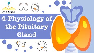 Pituitary gland physiology by ASM Minds team [upl. by Ahsekan]