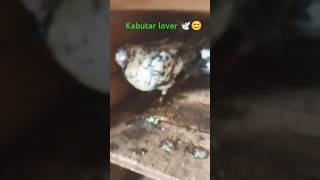 Kabutar Lover 🕊️😊 kabutar kabutarbazi shorts pizen [upl. by Deraj620]