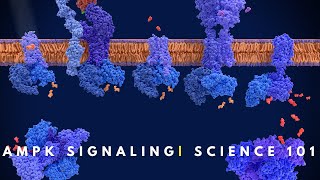 AMPK signaling  Cell Communication [upl. by Creighton]