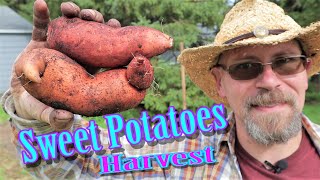 Grow Sweet Potatoes in Wisconsin  Harvest Results [upl. by Ecirad]