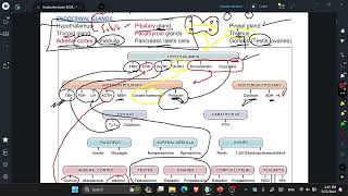 L12 Review of Endocrinal hormones [upl. by Chobot770]