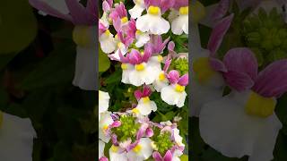 Lobelia plants are best for hanging baskets [upl. by Brenk592]