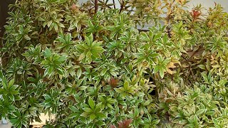 quotLittle Heathquot Pieris Japonica Update 4K  January 9 2024 [upl. by Eerual]