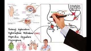 Pharmacology  OPIOIDS MADE EASY [upl. by Pieter279]