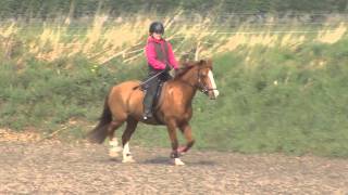 Family Rehome Riding Driving and Showjumping Ponies [upl. by Ambrosine]