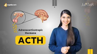 Adrenocorticotropic Hormone ACTH  Adrenal Gland Physiology Student Lecture  VLearning™ [upl. by Donnenfeld]