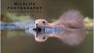 WILDLIFE PHOTOGRAPHY  Photographing red squirrels  behind the scenes [upl. by Melgar309]