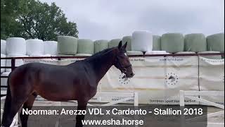 Noorman AREZZO VDL x CARDENTO [upl. by Mindy658]