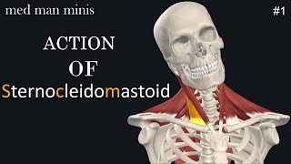 Sternocleidomastoid Muscle Function amp Anatomy  Human Body  Kenhub [upl. by Godard]