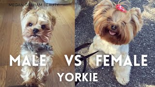 Male Vs Female Yorkie  Yorkie 101 [upl. by Acnalb]