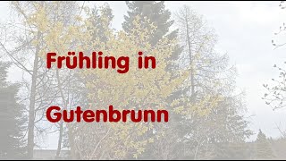 Frühling in Gutenbrunn [upl. by Abramo778]