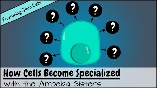 How Cells Become Specialized Featuring Stem Cells [upl. by Tiebold423]