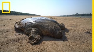 Une rare tortue géante à coquille molle trouvée au Cambodge [upl. by Acemaj9]