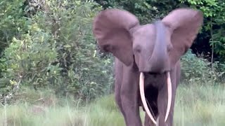 Close Encounter with Aggressive Elephant on Safari in Pilanesberg Game Reserve [upl. by Capone]