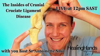 The Insides of Cranial Cruciate Ligament Disease in Dogs [upl. by Nalyorf725]