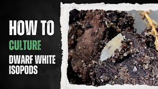 Dwarf White Isopods  Best Terrestrial Salamander Food How to Culture [upl. by Lehcnom]