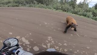 Bikers Meet Cinnamon Black Bear On The Dempster Highway Yukon Territory [upl. by Nelyag979]