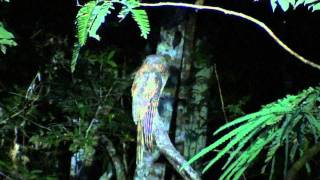 Amazonian Longtailed Potoo Nyctibius aethereus longicaudatus [upl. by Ayekat78]