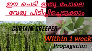 Curtain creeper plant propagation vedio ഒരാഴ്ച്ച കൊണ്ട് വേരുപിടപ്പിക്കാം 🌿😍 balconygarden [upl. by Annahc]