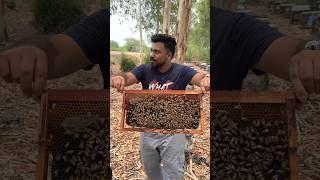 Live HONEY BEE Eating Challenge😱 MOST DANGEROUS CHALLENGE🥵🔥 shorts honey foodie [upl. by Imoan]