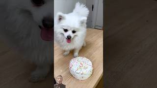 cakes and cakes and cute dogs ❤️dog pets funny shorts [upl. by Lagas]