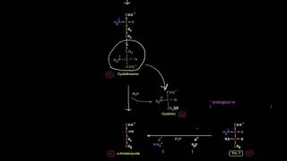 Amino Acid Oxidation Pathways Part 7 of 10  Amino Acids Degraded to SuccinylCoA [upl. by Ailhat]