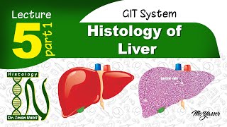 5aHistology of Liver part1GIT [upl. by Ackler]