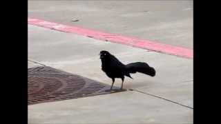 ZANATE Great Tailed Grackle And Its Beautiful Sounds [upl. by Hawkins209]