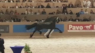 Hessel 480 Hengstenkeuring 2017 Faderpaard Friesian horse [upl. by Holzman]