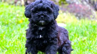 Shih Poo  The Ultimate Owners Guide [upl. by Rabka]