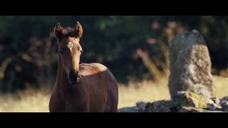 War Horse Movie 2011  Trailer  مترجم للعربية [upl. by Gerardo]