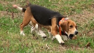 Skyviews Beagles Run Rabbit Through Woods and Leaves [upl. by Chrysler658]