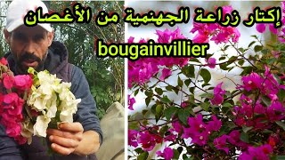 زراعةنبتةالجهنمية أو بوݣافيل bougainvillier من العقل أو الأغصان مع تحديد موعد وشروط نجاح الشتلات [upl. by Adiasteb983]