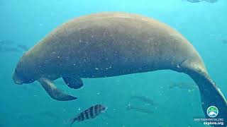 Homosassa Manatee Webcam Highlights  Under Water 1 [upl. by Norvun808]