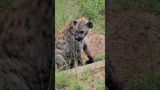 a hyena giving birth outside its nest [upl. by Irrehs]