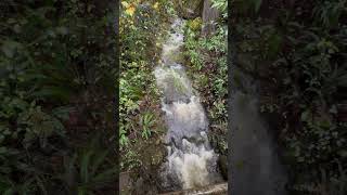 Creeks flowing strong in the Redwoods [upl. by Adamski]