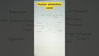 Human alimentary canal diagram [upl. by Anec666]