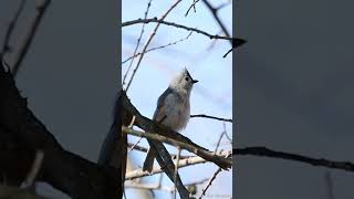 Tufted Titmouse calling [upl. by Yvad]