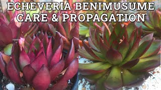 Echeveria Benimusume Care amp Propagation [upl. by Ki777]