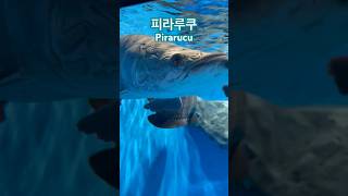 자연관찰 피라루쿠 담수물고기 Pirarucu fish [upl. by Aicert]