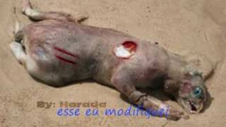 Montauk Monster  Truth  farsa montagen ou real Monstro da Web [upl. by Nodanrb]