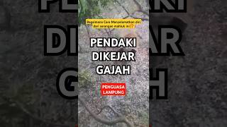 Pendaki Dikejar Gajah‼️kondego mountains hiking camping traveling pendaki survival [upl. by Oibirot]